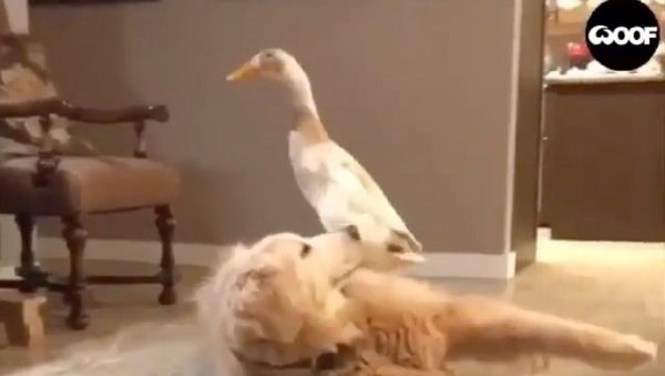 They just can’t resist their fluffy furry rug dog - Sputnik International