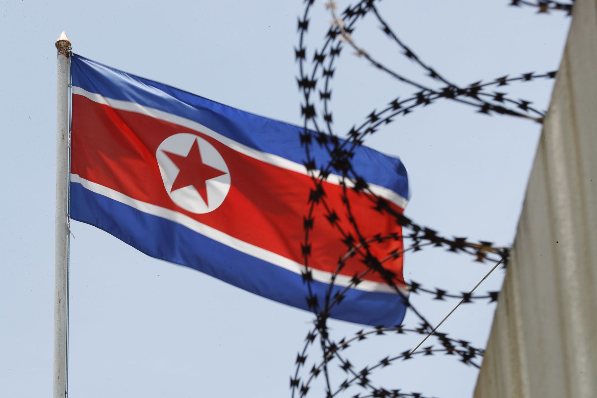North Korea Orders Extermination of Cats and Pigeons to Prevent COVID Oubreak, Reports Suggest North Korea Orders Extermination of Cats and Pigeons to Prevent COVID Oubreak, Reports Suggest - Sputnik International, 1920, 29.05.2021