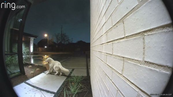 Four Legged Porch Pirate Takes off With Delivery || ViralHog - Sputnik International
