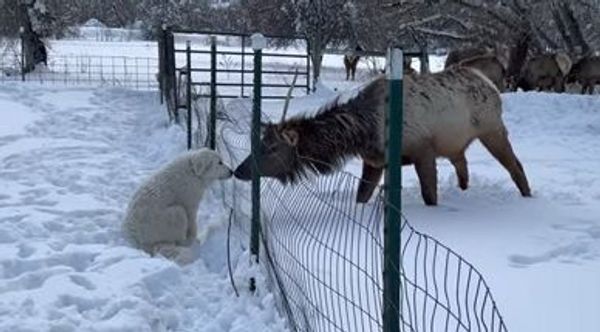 dog and elk - Sputnik International