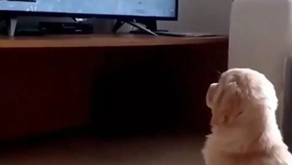 Golden retriever puppy - Sputnik International