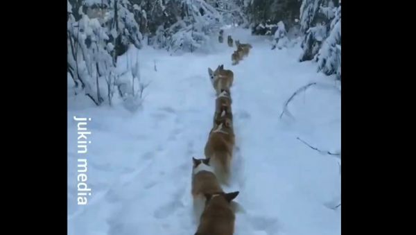 Corgis - Sputnik International