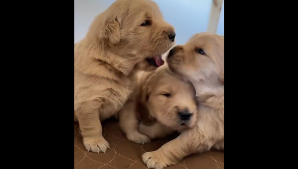 Puppy bath - Sputnik International