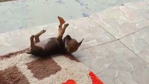 Puppy playing with a butterfly - Sputnik International