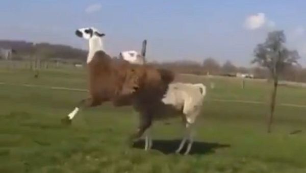 No drama Alpaca - Sputnik International