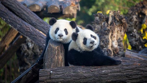 Pandas of Pairi Daiza - Sputnik International