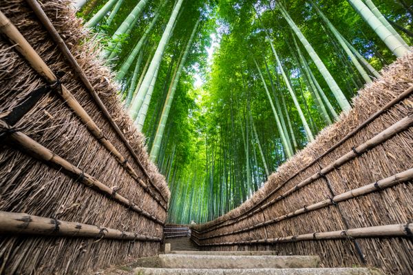 Listen to Sounds of Nature, Immerse Yourself In Stress-Relieving Noises - Sputnik International