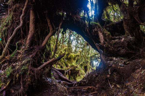 Listen to Sounds of Nature, Immerse Yourself In Stress-Relieving Noises - Sputnik International