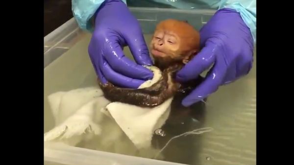 Monkey - Sputnik International