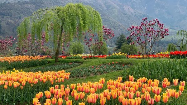 Whenever you get the opportunity, do visit Jammu and Kashmir and witness the scenic Tulip festival - Sputnik International