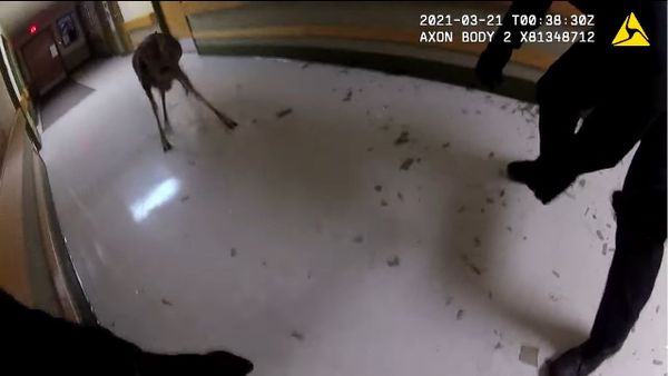 Wild deer trashes a local nursing home in Wausau, Wisconsin as police try to tackle it - Sputnik International