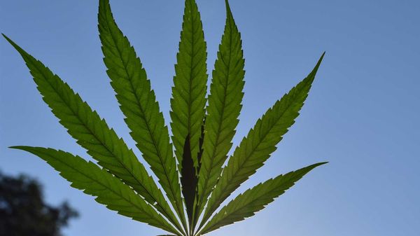 Cannabis plant - Sputnik International