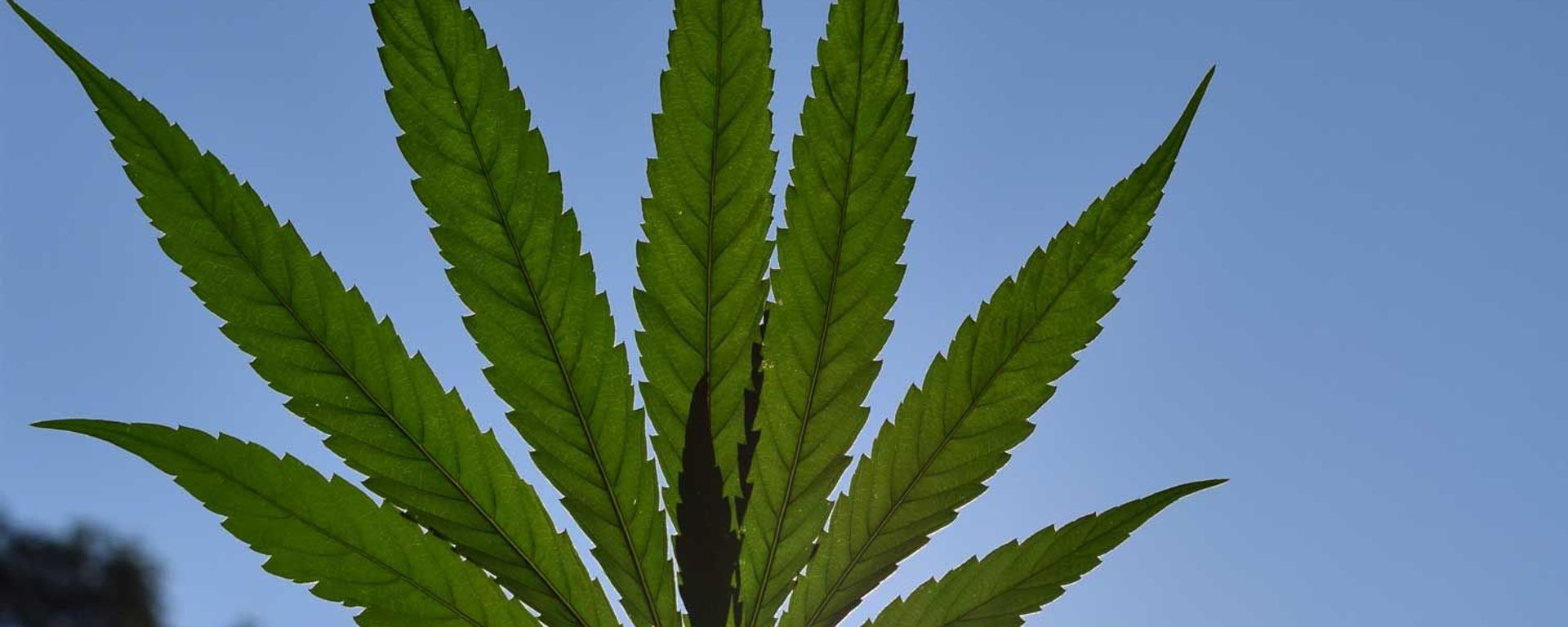 Cannabis plant Cannabis plant - Sputnik International, 1920, 17.10.2022