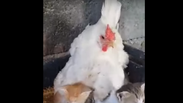 Mother Hen Shelters Three Kittens  - Sputnik International