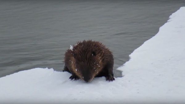 Perplexed Beaver Reflects on 'Gravity of Situation' After Crust of Ice Collapses Under Its Weight - Sputnik International