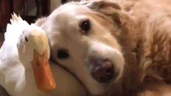 golden retriever and duck - Sputnik International