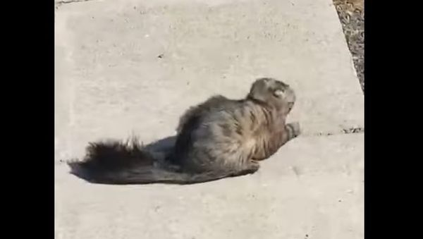 Cat in the wind - Sputnik International