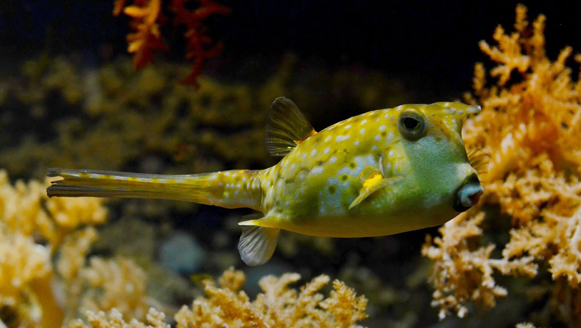 Pufferfish Pufferfish - Sputnik International, 1920, 28.03.2021