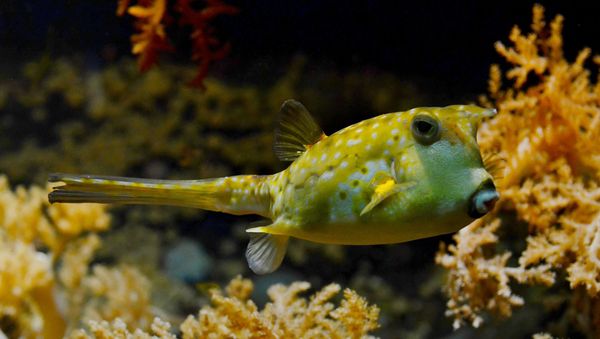 Pufferfish - Sputnik International