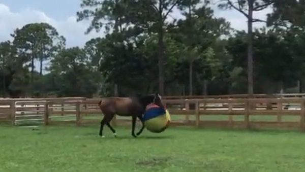 Horse - Sputnik International