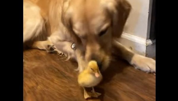 Golden retriever and duckling - Sputnik International
