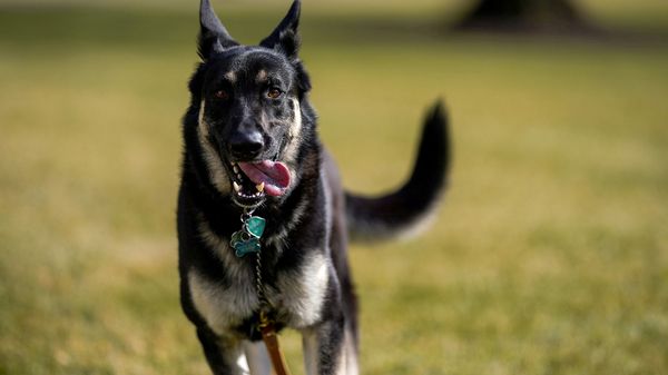 Major, one of the family dogs of U.S. President Joe Biden and first lady Jill Biden, explores the South Lawn after on his arrival from Delaware at the White House in Washington, U.S. January 24, 2021.  - Sputnik International