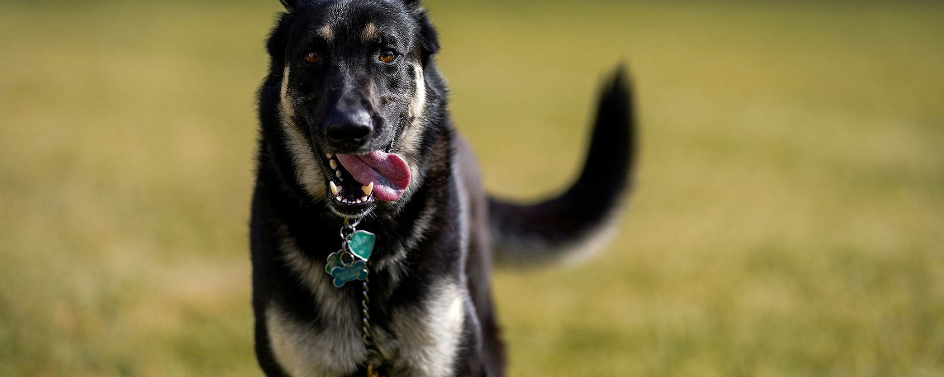Major, one of the family dogs of U.S. President Joe Biden and first lady Jill Biden, explores the South Lawn after on his arrival from Delaware at the White House in Washington, U.S. January 24, 2021.  - Sputnik International, 1920, 31.03.2021