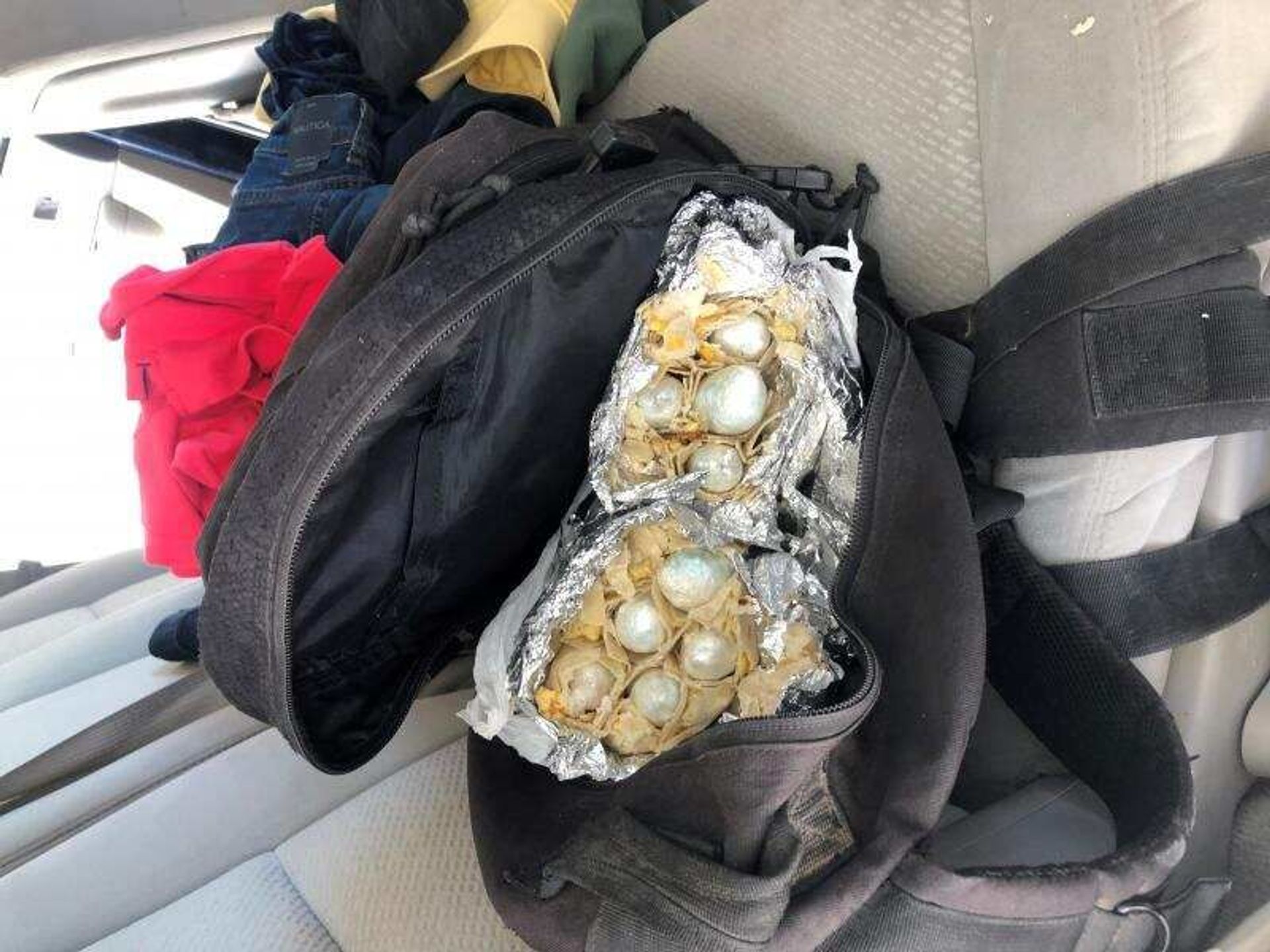 That's a Wrap: CBP Canine Sniffs Out $60K Worth of Fentanyl Stuffed in Burritos - Photo That's a Wrap: CBP Canine Sniffs Out $60K Worth of Fentanyl Stuffed in Burritos - Photo - Sputnik International, 1920, 31.03.2021