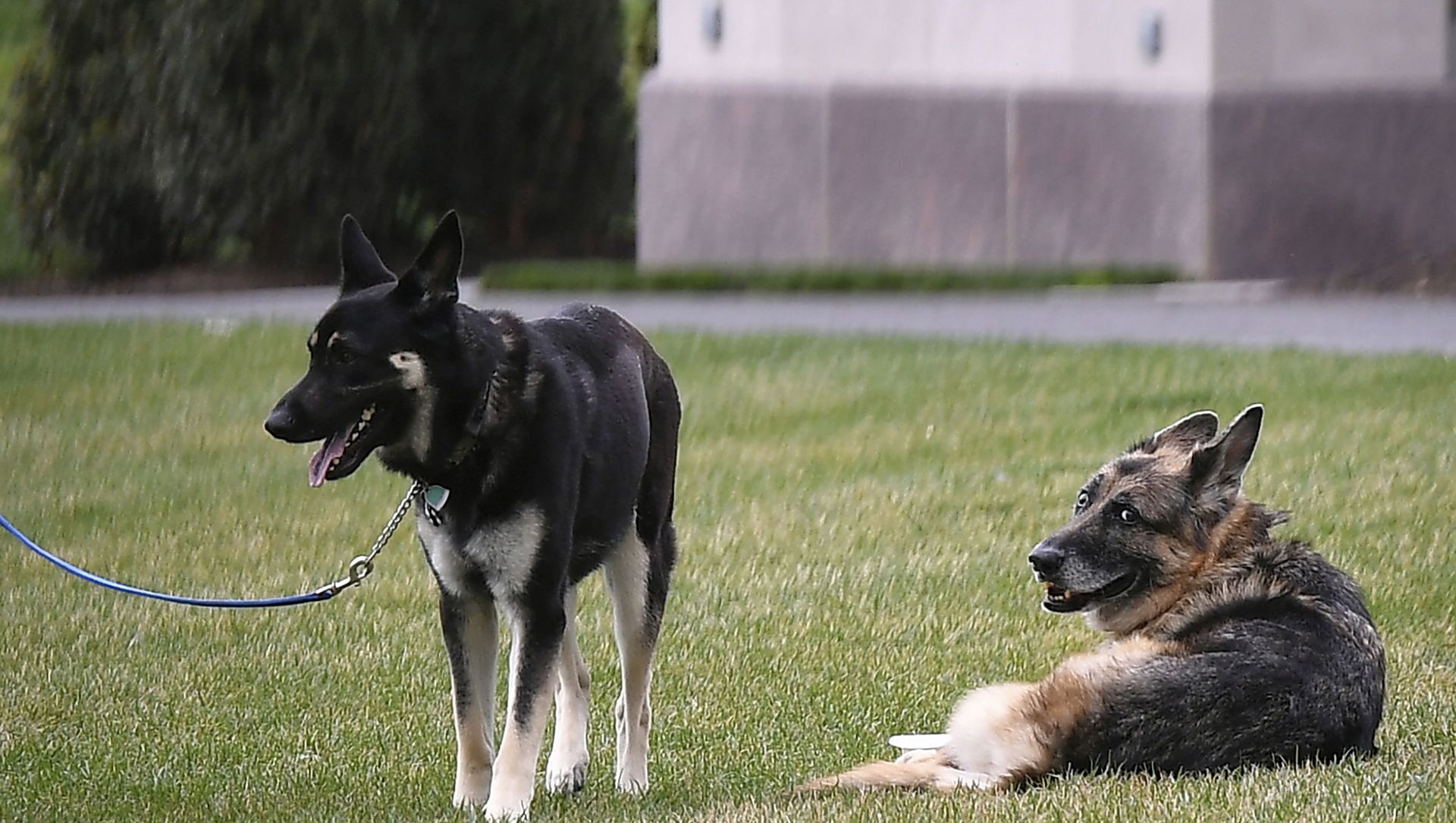 President Joe Biden and first lady Jill Biden's dogs Champ, right, and Major are seen on the South Lawn of the White House in Washington President Joe Biden and first lady Jill Biden's dogs Champ, right, and Major are seen on the South Lawn of the White House in Washington - Sputnik International, 1920, 12.04.2021