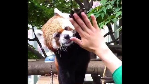 Cute Red Panda - Sputnik International