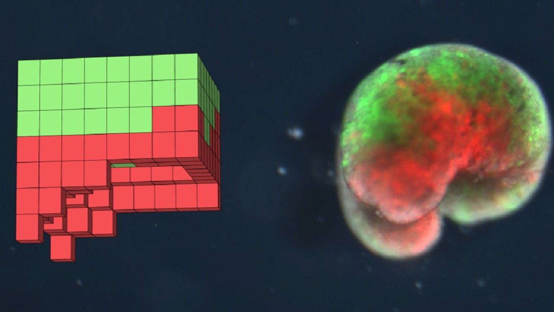 A computer-designed organism. Left: the design discovered by the computational search method in simulation. Right: the deployed physical organism, built completely from biological tissue (frog skin (green) and heart muscle (red)) A computer-designed organism. Left: the design discovered by the computational search method in simulation. Right: the deployed physical organism, built completely from biological tissue (frog skin (green) and heart muscle (red)) - Sputnik International, 1920, 01.04.2021