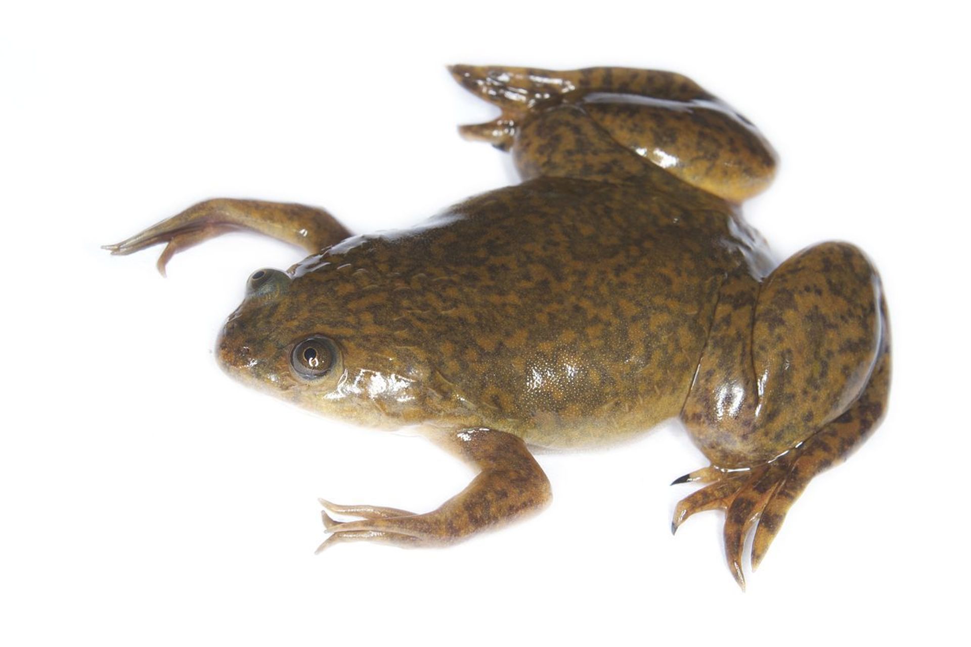 No April Fools' Day Joke: Scientists Endow 'Living' Frog-Cell Robots With Recordable Memory No April Fools' Day Joke: Scientists Endow 'Living' Frog-Cell Robots With Recordable Memory - Sputnik International, 1920, 01.04.2021