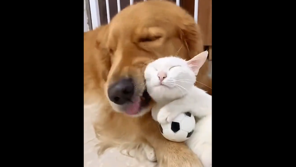 Cat and Dog - Sputnik International