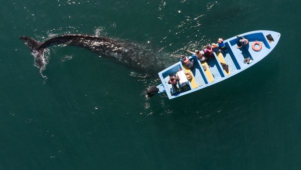 Mexico's Tourists Graced With Unique Opportunity to Pet Whales in Gulf of California - Sputnik International