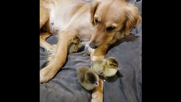 Ducklings Snuggle up to Sweet Retriever || ViralHog - Sputnik International