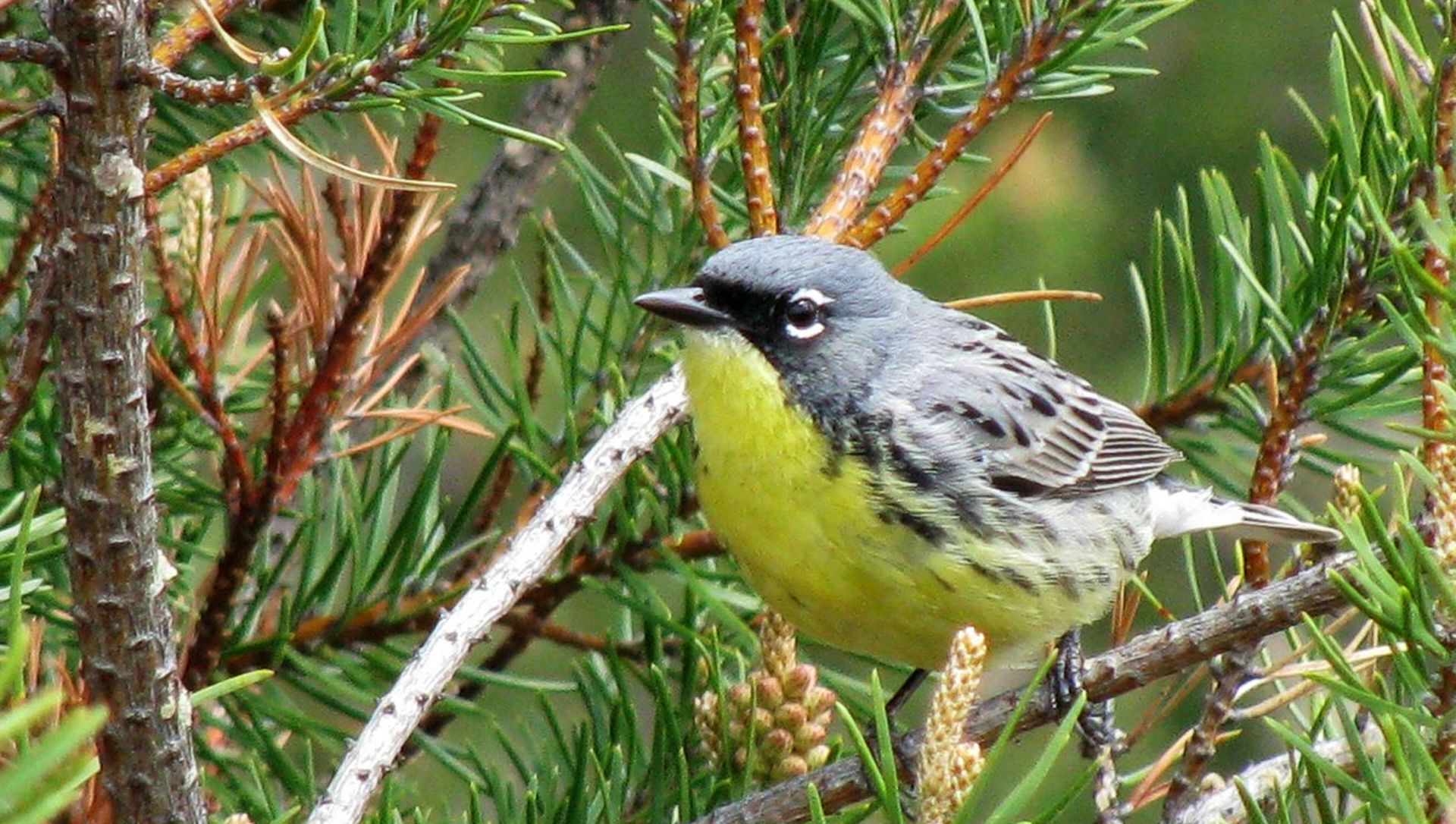 FILE - In this May 19, 2008, file photo, a Kirtland's warbler perches on a branch in the jack pine forests of northern Michigan near Mio, Mich. Federal officials on Wednesday, April 11, 2018, said that it is time to drop the colorful songbird from the endangered species list. The warbler was on the brink of extinction 30 years ago. (AP Photo/John Flesher, File) FILE - In this May 19, 2008, file photo, a Kirtland's warbler perches on a branch in the jack pine forests of northern Michigan near Mio, Mich. Federal officials on Wednesday, April 11, 2018, said that it is time to drop the colorful songbird from the endangered species list. The warbler was on the brink of extinction 30 years ago. (AP Photo/John Flesher, File) - Sputnik International, 1920, 02.04.2021