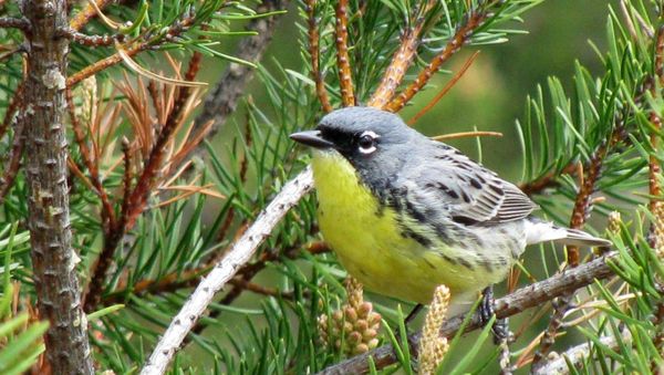 FILE - In this May 19, 2008, file photo, a Kirtland's warbler perches on a branch in the jack pine forests of northern Michigan near Mio, Mich. Federal officials on Wednesday, April 11, 2018, said that it is time to drop the colorful songbird from the endangered species list. The warbler was on the brink of extinction 30 years ago.  (AP Photo/John Flesher, File) - Sputnik International
