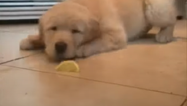 Retriever and Lemon - Sputnik International