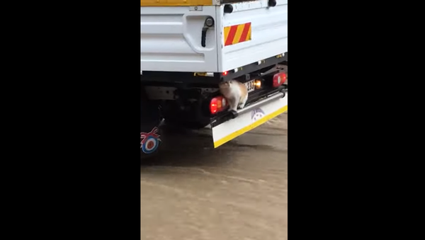 Cat escapes flood - Sputnik International