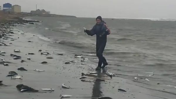 Pacific Ocean herring - Sputnik International