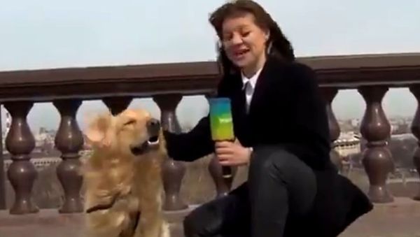 Golden retriever and TV reporter - Sputnik International