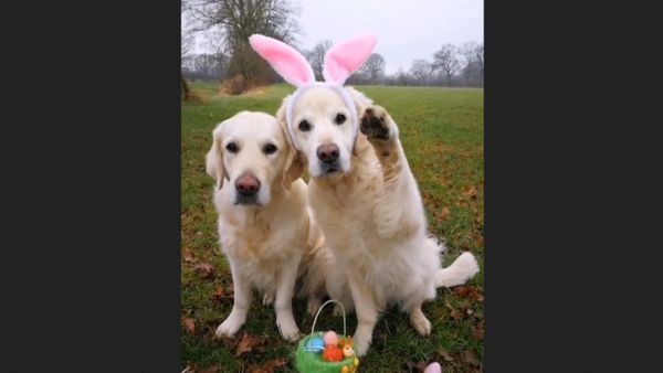  Golden retriever  - Sputnik International