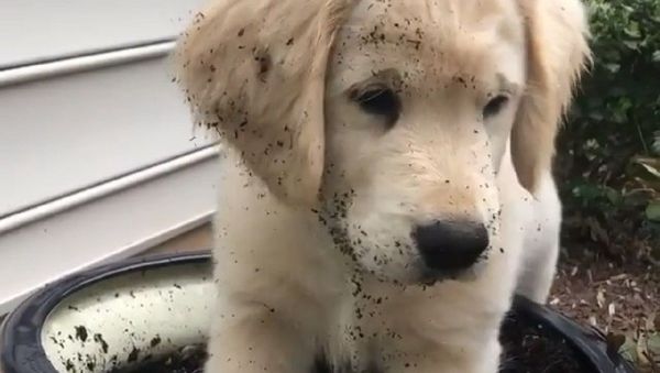 Golden retriever puppy - Sputnik International