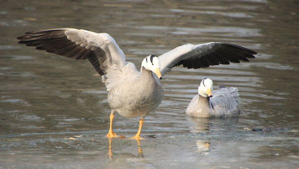 Bar-headed geese - Sputnik International