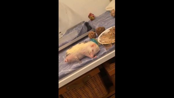 Hedgehog - Sputnik International