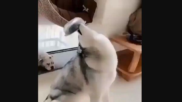 Husky  - Sputnik International