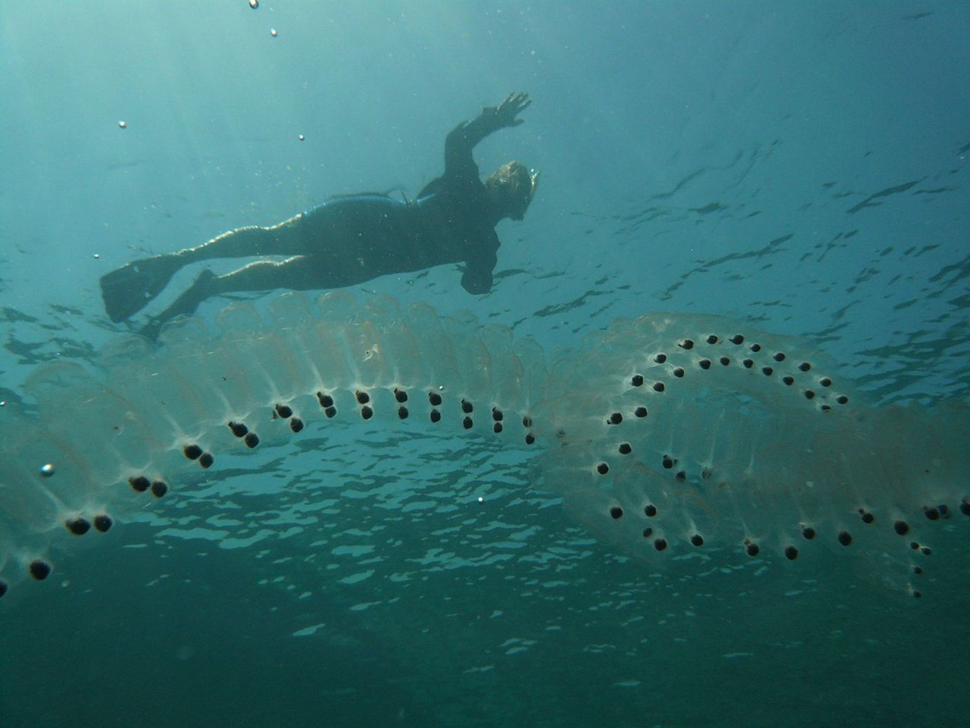 South Korean Nuclear Reactors Shut Down Amid Invasion... of Sea Creatures - Sputnik International, 1920, 08.04.2021