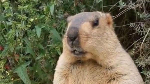 Groundhog  - Sputnik International
