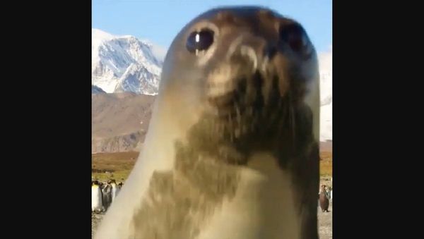 Seal - Sputnik International