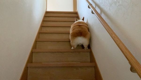 Dog - Sputnik International